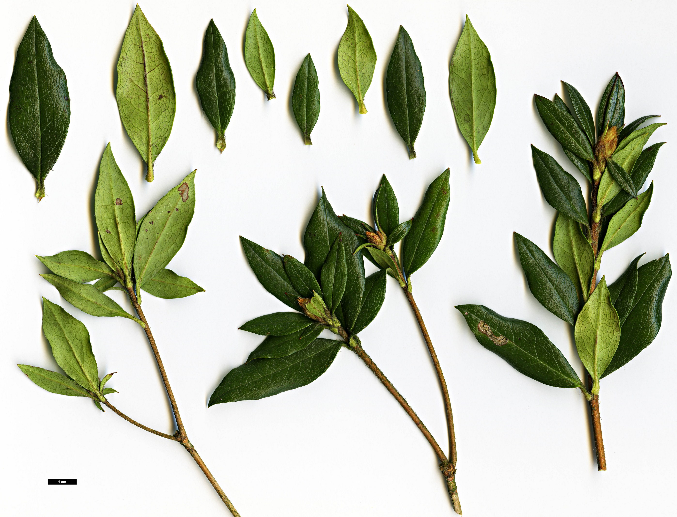 High resolution image: Family: Ericaceae - Genus: Rhododendron - Taxon: tashiroi